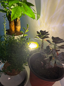 Forever Moss Decorative Lamp USB Wiring Dynamic Lights Warm Light for Store Holiday Decoration