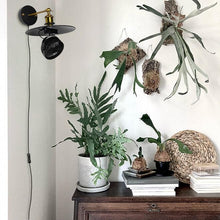 Load image into Gallery viewer, Hook-type Mini Fan E26 Base Wall Mount 5.9ft plug In Outlet Cord Adjusted Angle For Plant Growing
